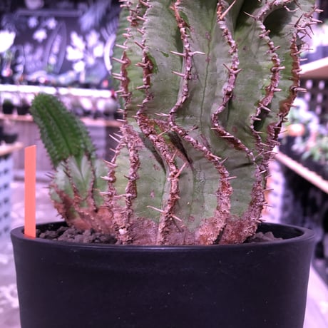 euphorbia    horrida《4分頭ホリダ》再入荷お知らせ通知分