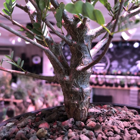 senna  meridionalis《 L size》※現地球発根済株※幹の色が濃くweightがlow仕立てによりコンパクトに纏まった大きめセンナ※mad black bowl pot植え