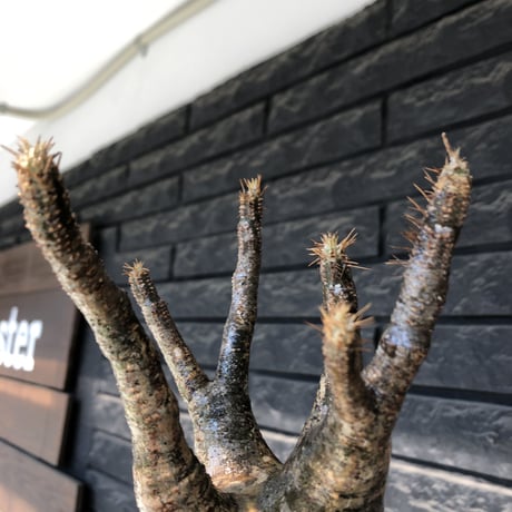 pachypodium gracilius《大きめM  size》※現地球発根後店主国内管理4年株※balance &綺麗肌なオーソドックスな良樹形株※mad black pot植え