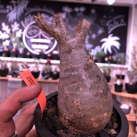 packypodium  gracilius《S size》※現地球発根済み株‼︎  （限定1株）※現地球株らしい肌にまん丸樹形が堪らない右曲がりなチビキリス※mad black pot植え