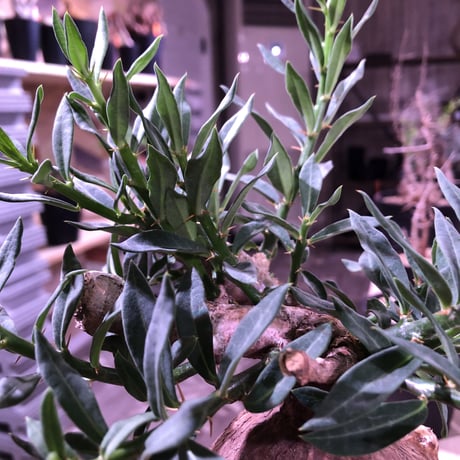 packypodium   bispinosum《M  size》