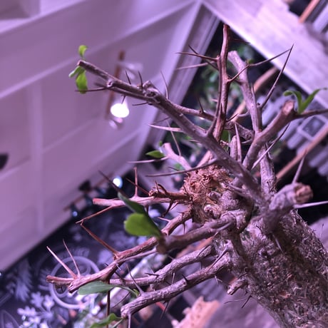 fouquieria    columnaris 観峰玉 《L size》mad  black  marble   bowl  pot  植え　※店主管理6年株