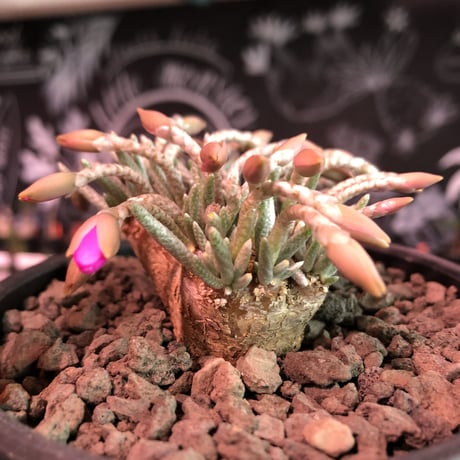 avonia   alstoni 《L L   size》※特化した大きな塊根を持つアルストニー希少大株No.①※ mad black bowl pot植え