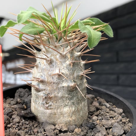 pachypodium  namaquanum 光堂《大きめM size》littmon seed🌱※ちょうど良き手乗りサイズ感の樹形バランスも良き一株‼︎※mad black bowl pot植え