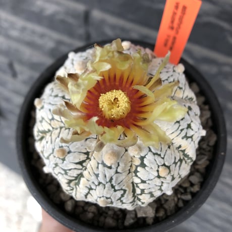 astrophytum asterias var.スーパー兜　V-type《L size》※店主国内管理4年株※ビッグで白肌が堪らない希少V-type‼︎※mad black bowl pot植え