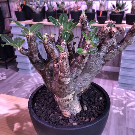 packypodium   enigmaticum《L L size》※三分頭  発根済み株  mad gray-black肌   mad  black  bowl  pot植え