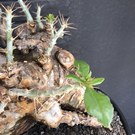 packypodium  saundersii《XL  size》現地球発根済株※店主国内管理6年株※big monster‼️年代物wild木質化驚愕株‼︎※mad black bowl pot植え