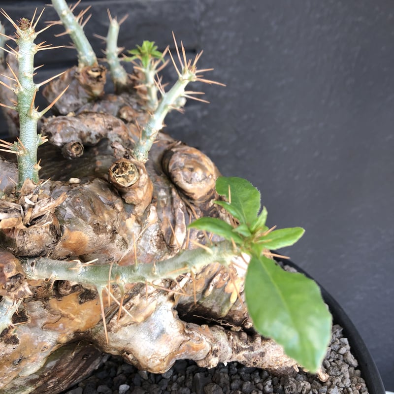 packypodium saundersii《XL size》現地球発根済株※店主国内管理