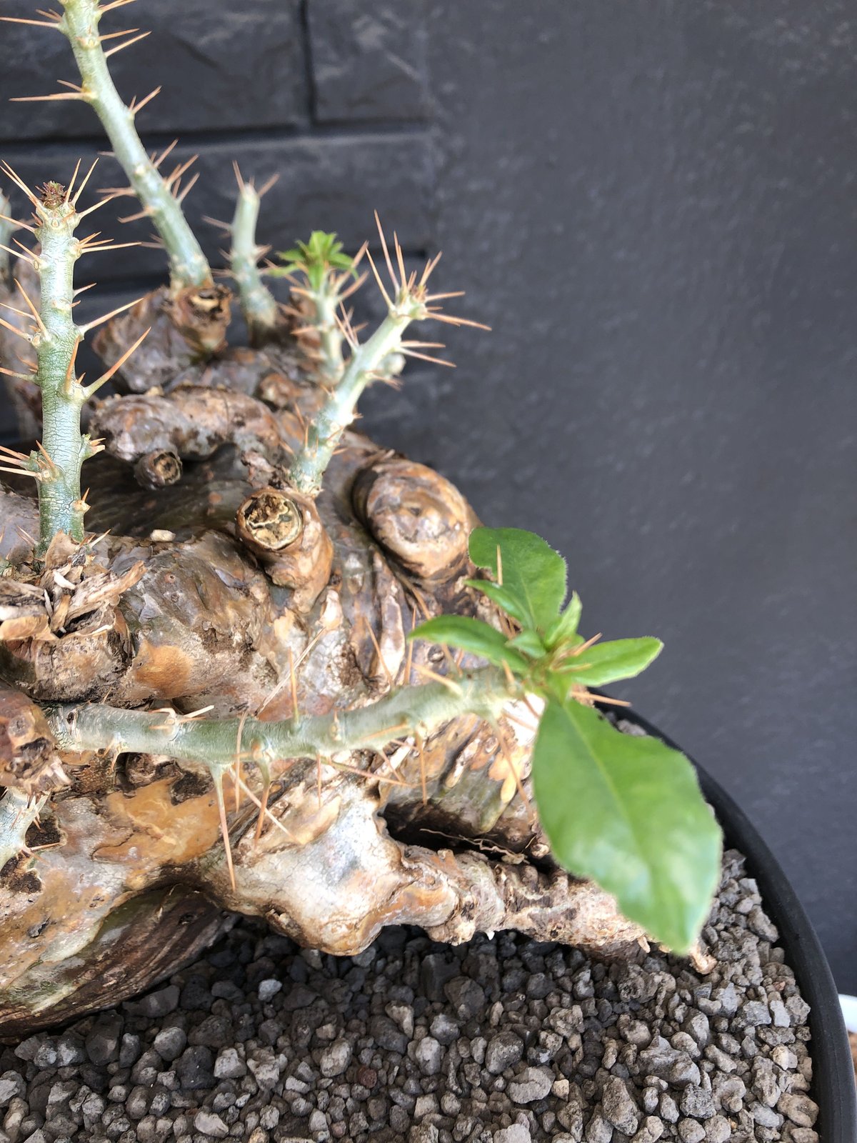 packypodium saundersii《XL size》現地球発根済株※店主国内管理 packypodium saundersii《XL size》現地球発根済株※店主国内管理
