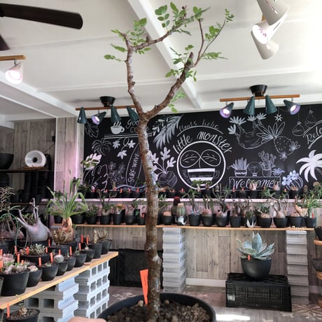 commiphora   monstrosa《 大きめM  size》※現地球発根済株※店主国内管理4年株※小振り丈の良きサイズ感な人気灌木※tall pot植え