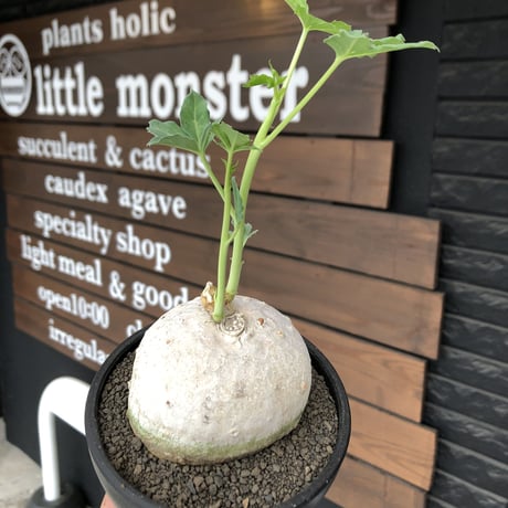 jatropha berlandieri《大きめ M size》※現地球発根後店主国内管理4年株※球体樹形に極美しい白肌と葉とのcontrastが堪らない※mad black bowl pot植え