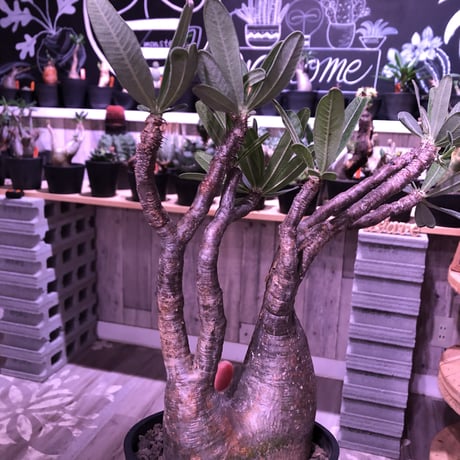 packypodium  gracilius《二分頭株》🌵🌵※現地球株  発根済み株‼︎  　限定1株　※希少株