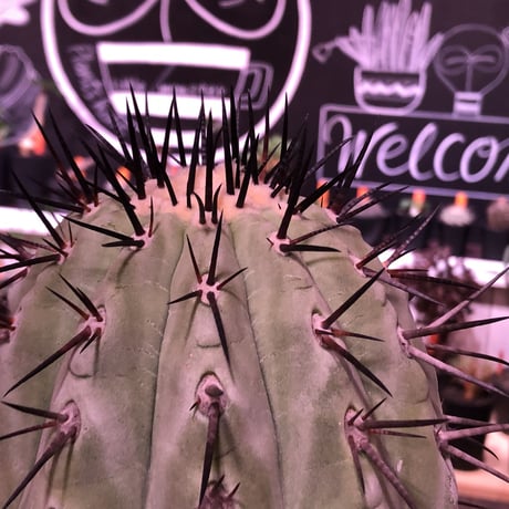 copiapoa   cinerea  黒王丸《M size》発根済み株  ※国内9年株  bowl  marble  pot植え