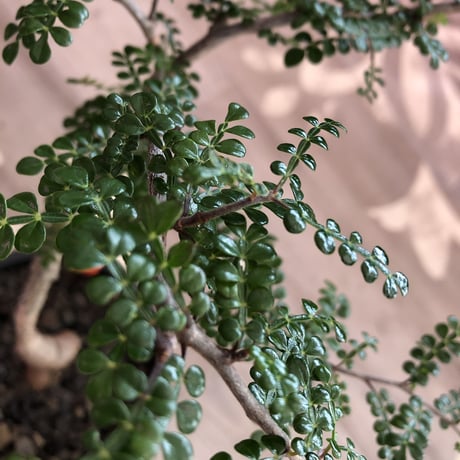 opercullicarya   decaryi  littmon  seed🌱  《4年株》mad  black  pot植え （限定3株）