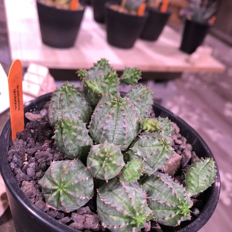 euphorbia    globosa