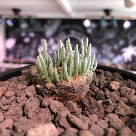 avonia   alstonii《M size》※しっかりとした塊根を持ち冬型らしいかわいい多肉質の葉と開花が魅力な冬の人気者‼︎※ mad black bowl pot植え