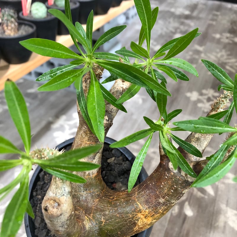 pachypodium inopinatum《L size》※現地球株発根済※斜面に自生のため