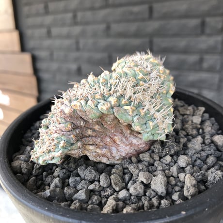 strombocactus 菊水《L size》※驚愕激希少‼︎現地球発根済株※店主国内管理7年株※実生菊水でなく希少性高さ現地球株の更にbigな綴化株‼︎※mad black pot植え