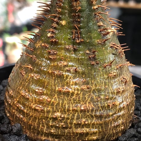 pachypodium gracilius《小さめM size》※現地球株発根済※とびきり球体感強きgreen肌で堪らなくかわいい一株‼︎※black bowl pot植え