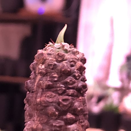 euphorbia   pachypodioides《M size 》※ボコボコ肌が特化し、葉の表がグリーンで葉裏と開花時の花が紫なのが更に魅力的で人気な一株‼︎