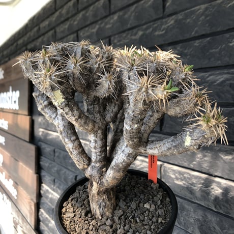 euphorbia  guillauminiana《大きめL size》※現地球発根後店主国内管理3年株※太めな幹に躍動する枝振りbalanceも堪らない良樹形※mad black pot植え