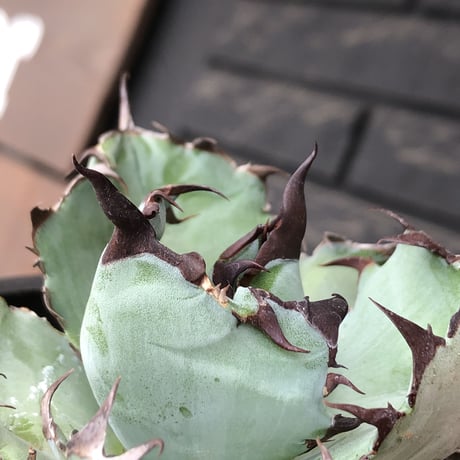 agave titanota black&blue 強棘《M size》選抜株※現地球株発根済※極めて纏まり締まり良き厳つさが堪らないワイルド株※mad black pot植え
