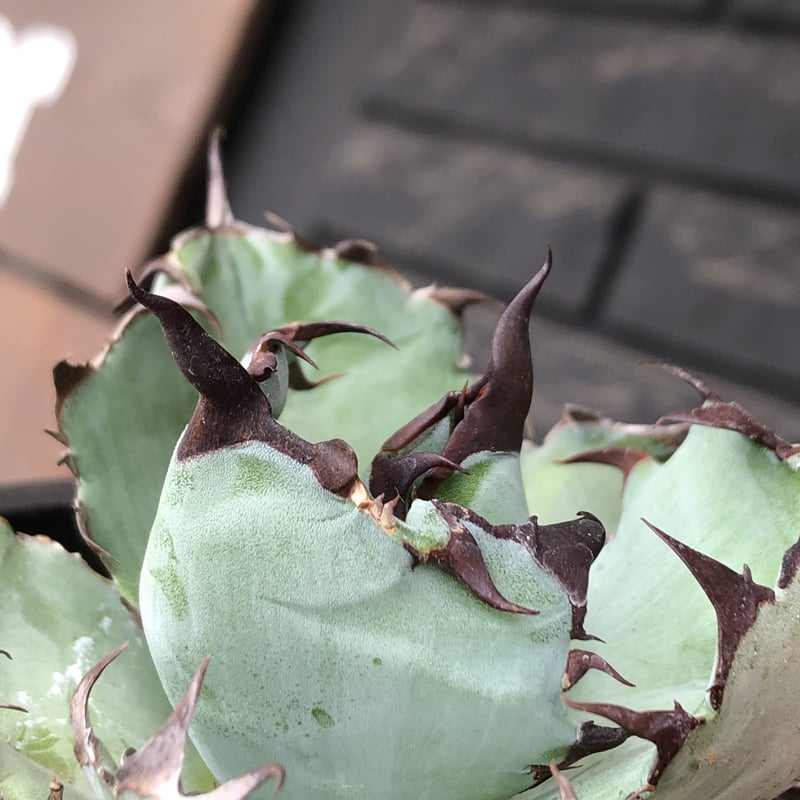 agave titanota black&blue 強棘《M size》選抜株※現地球株発根済 agave titanota black&blue 強棘《M size》選抜株※現地球株発根済