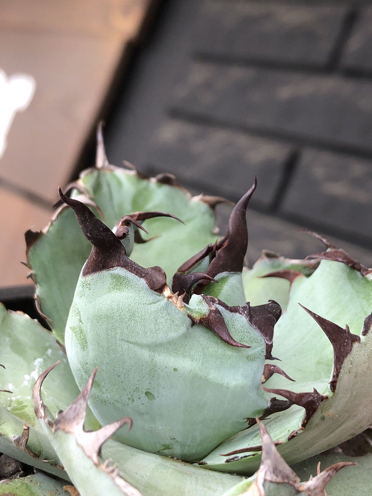 agave titanota black&blue 強棘《M size》選抜株※現地球株発根済...