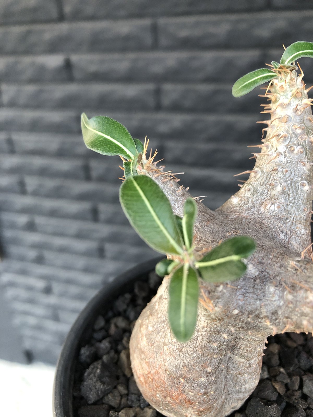 pachypodium cactipes《 大きめS size》※現地球発根済株※店主国内 pachypodium cactipes《 大きめS size》※現地球発根済株※店主国内