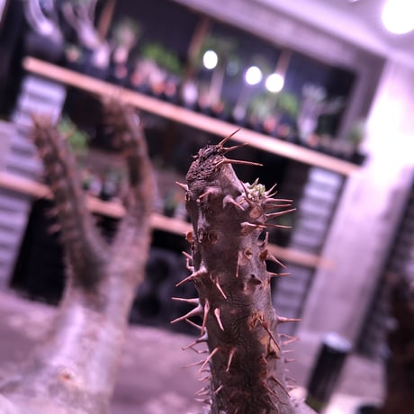 packypodium    makayense《L size》※現地球発根済株‼︎ ※株元太く‼︎wild株且つ美肌マカイ※mad black bowl pot植え