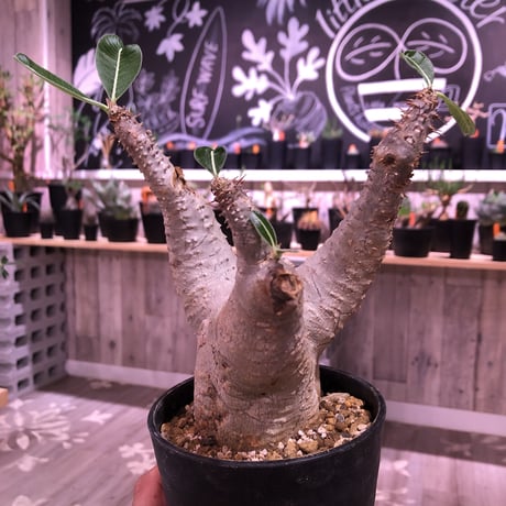 packypodium    cactipes《L  size》発根済み株‼︎  株幅&balance最高株‼︎