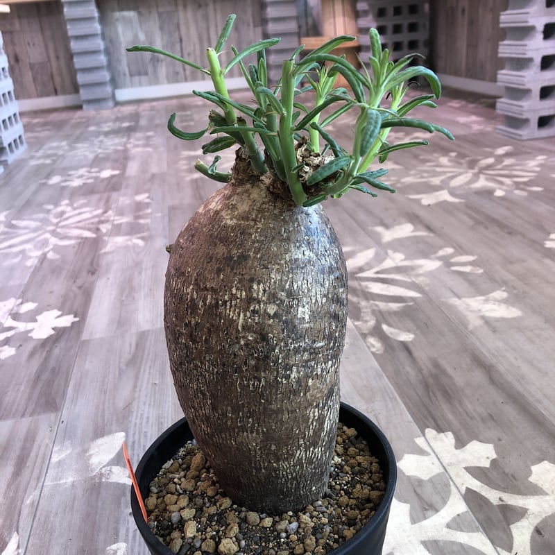 packypodium succulentum《L L size》希少size‼︎大株！！