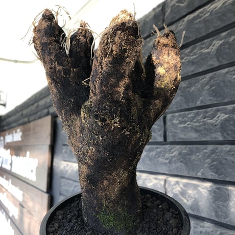 xerophyta trichophylla《S size》※現地球発根後店主国内管理2年株※驚愕強靭株※weightは低く良枝振りな一株※mad black pot植え
