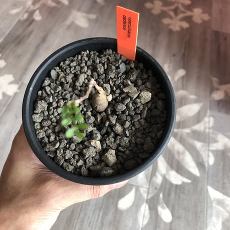 opercullicarya   packypus  littmon  seed🌱 《実生3年半株》※ bowl mad black pot植え
