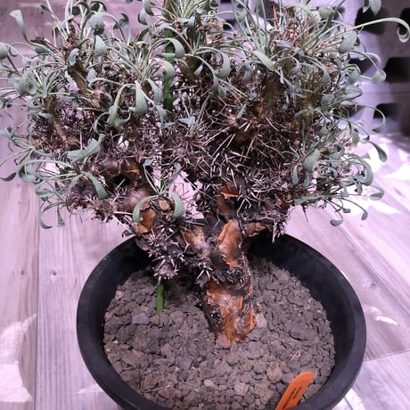 othonna  euphorbioides（L size）