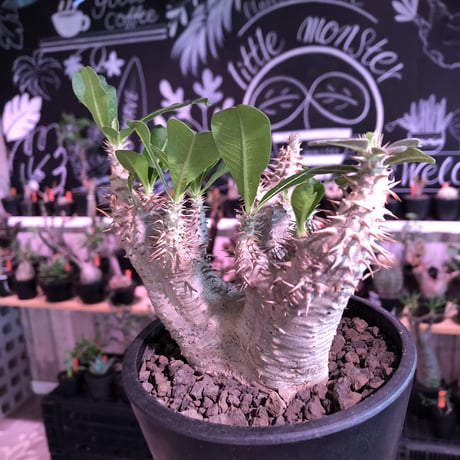 packypodium  cactipes 《M  size》※現地球発根済株※店主国内管理4年株※カクチらしい肌質とcolorそして管理長き良樹形株‼︎※mad black pot植え