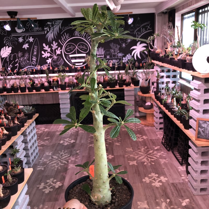 【輸入株】ドルステニアギガス　特大サイズ 輸入株】ドルステニアギガス 特大サイズ