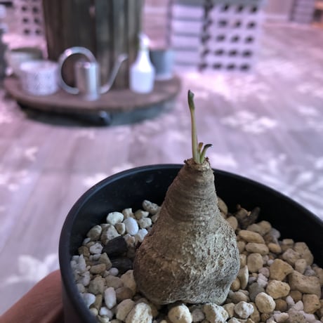 euphorbia    fish bone《S  size》おススメ株