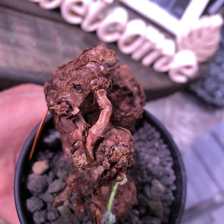 pelargonium  triste