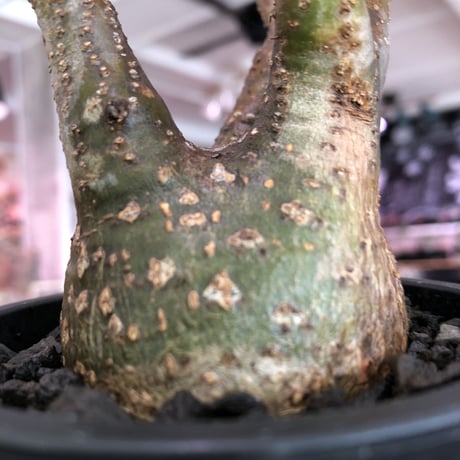 pachypodium  gracilius《小さめM size》※現地球発根済株※店主国内管理3年株※まるでフグの様な柄を持つ丁度良きサイズ感のグラキ※mad black pot植え