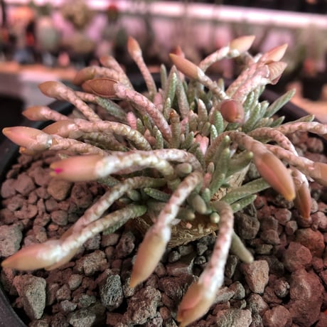 avonia   alstoni 《L L   size》※特化した大きな塊根を持つアルストニー希少大株No.①※ mad black bowl pot植え