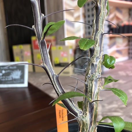 fouquieria  diguetii《M  size》