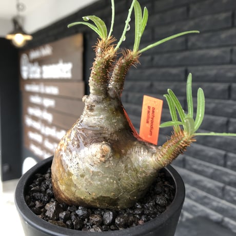 pachypodium  gracilius《小さめM size》※現地球発根後店主国内管理3年株※愛くるしさ100%な美術的インテリ性高く現地焼け肌な一株※mad black pot植え