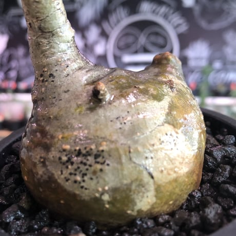 packypodium  gracilius《小さめM size》※希少ニ頭枝※現地球発根済株※店主国内管理2年株※まん丸ながら偏平樹形のかわいい一株‼︎※mad black pot植え