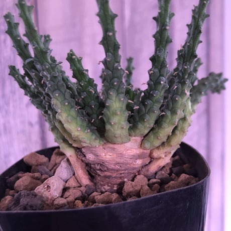 euphorbia     gorgonis《M size》