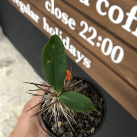 fouquieria  diguetii《M    size》再入荷お知らせ通知分※mad black pot植え