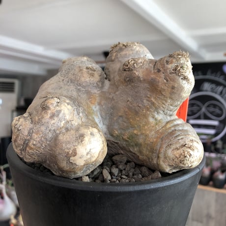 pachypodium  brevicaule恵比寿笑い《L size》※現地球発根済株※ヤバく驚愕的座高を持つ唯一無二なNo.1立体樹形‼︎今後流通少なくなります※mad black pot植え