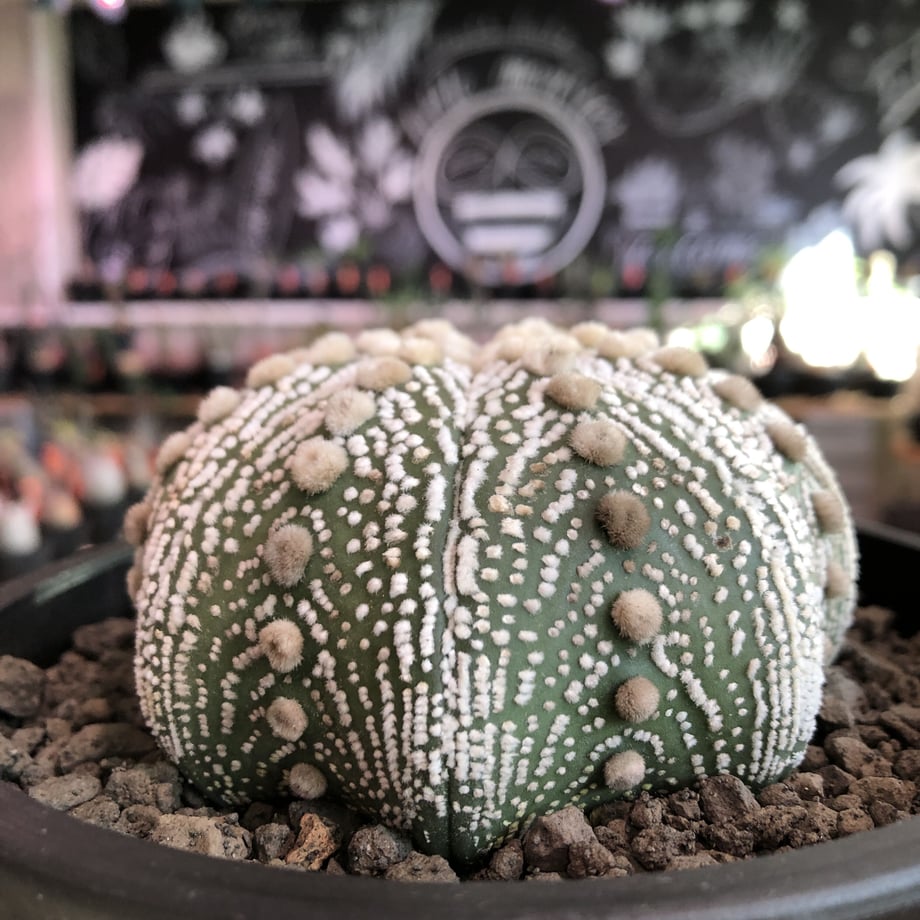 60051bcfb00aa37845161429