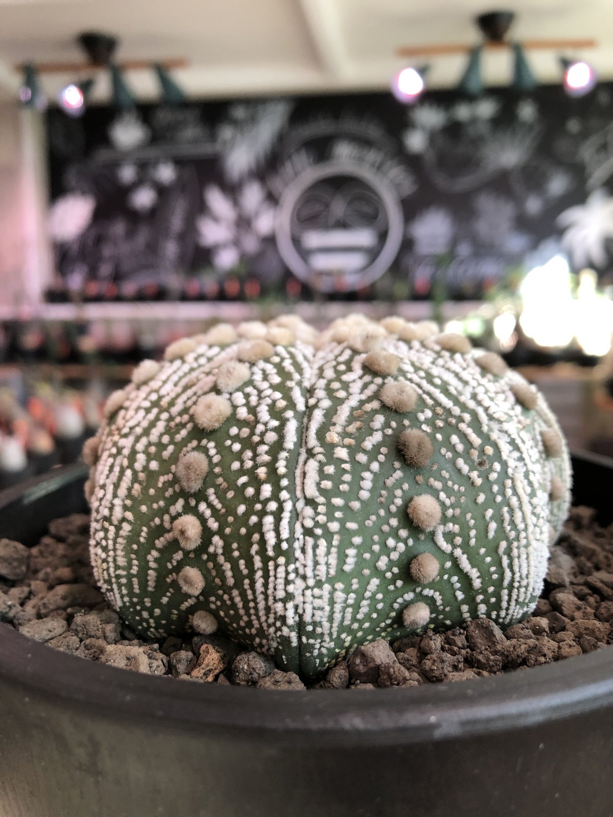 Astrophytum asterias 'Zebra Super'兜 Astrophytum asterias cv. Superkabuto Zebra type
