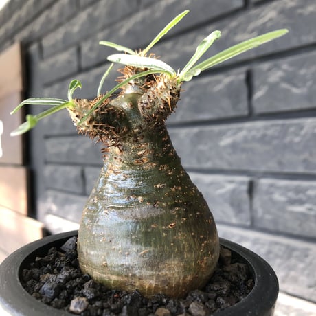 pachypodium gracilius《大きめS size》※希少green肌&360度球体株※現地球発根後店主国内管理2年株※短枝グリーン肌のまん丸球体株※mad black pot植え